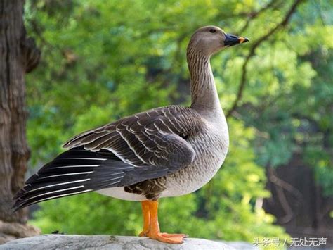 鳥寓意|各種鳥代表什麼寓意，各種鳥的象徵意義